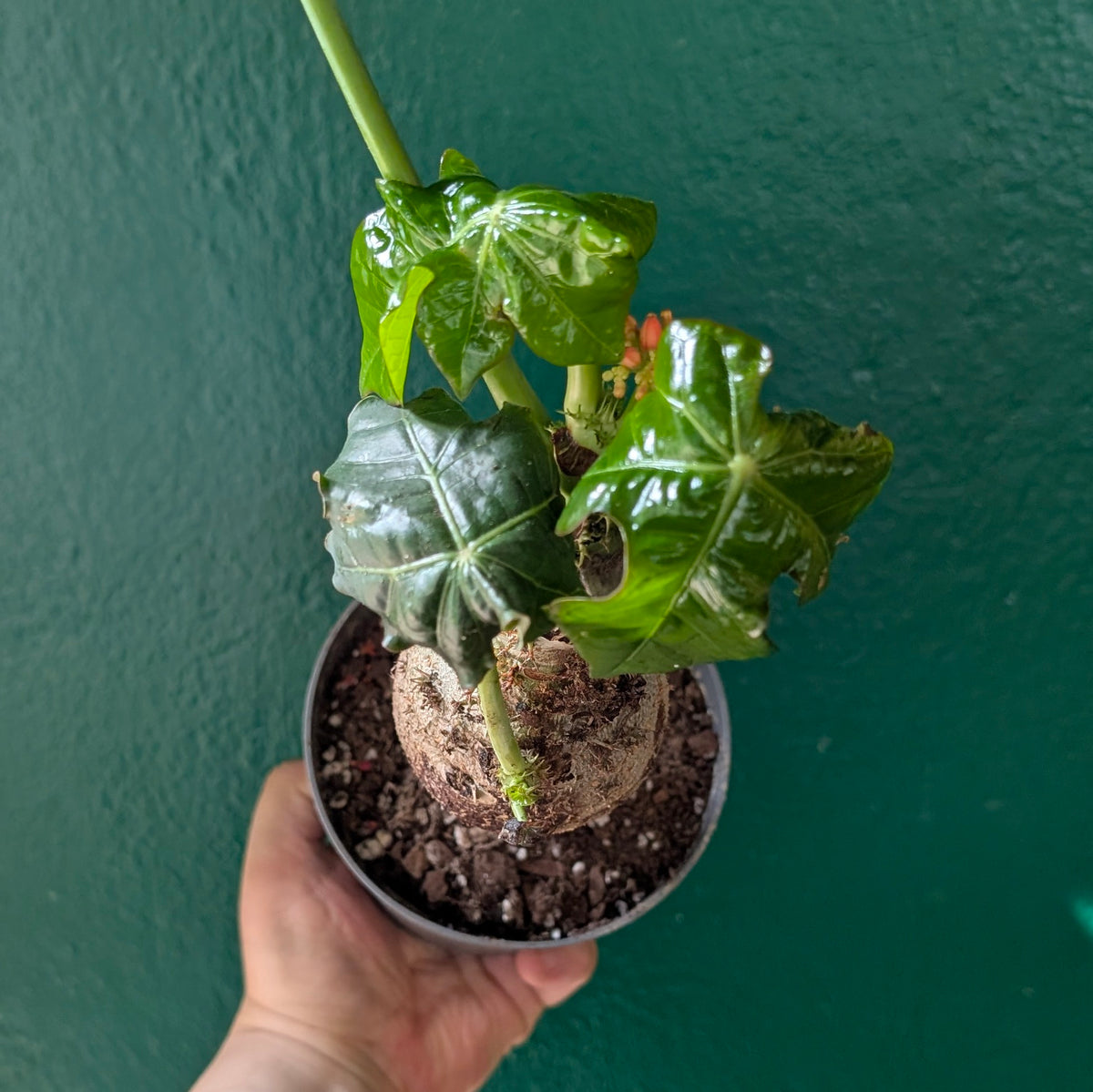 Jatropha Podagrica &