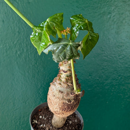 Jatropha Podagrica &