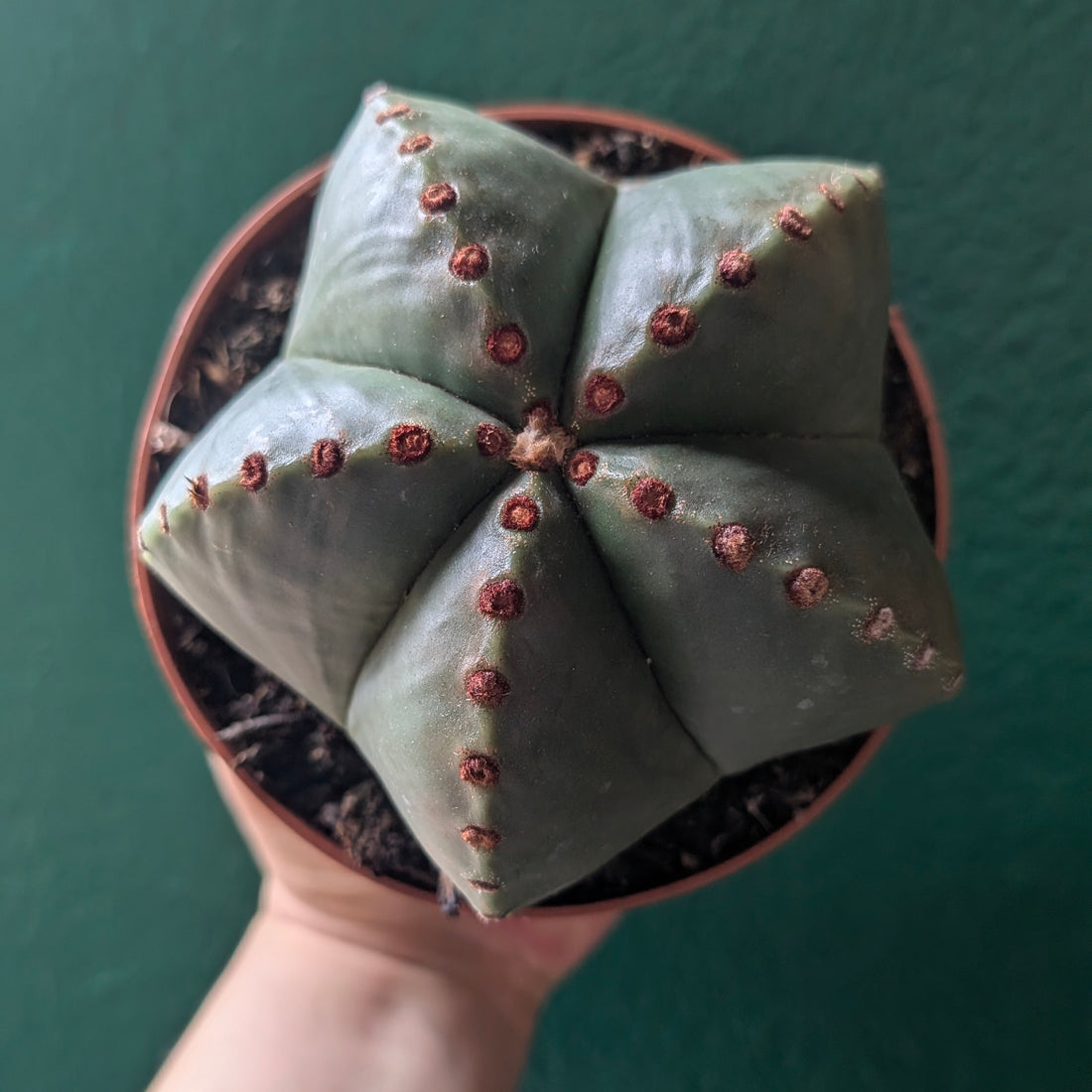 Astrophytum myriostigma (Bishop’s Mitre)