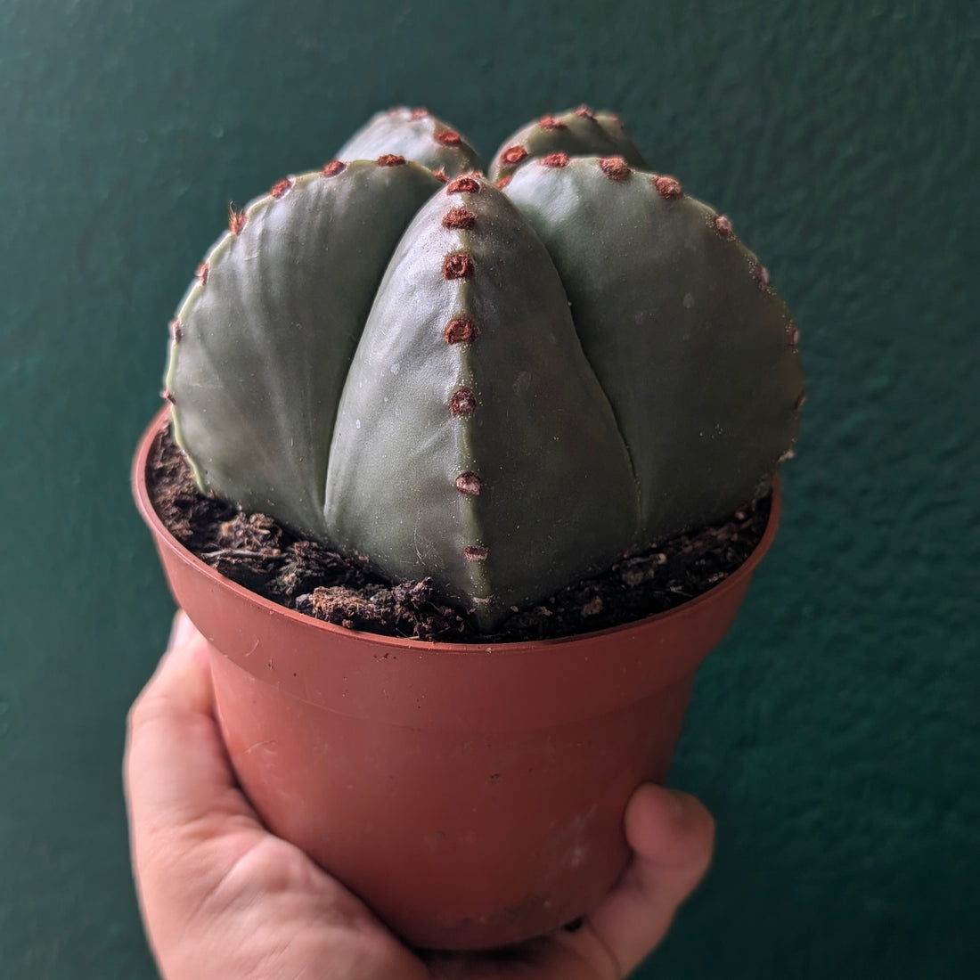 Astrophytum myriostigma (Bishop’s Mitre)
