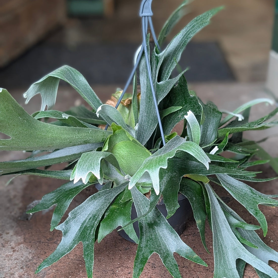 Platycerium bifurcatum (Staghorn fern)