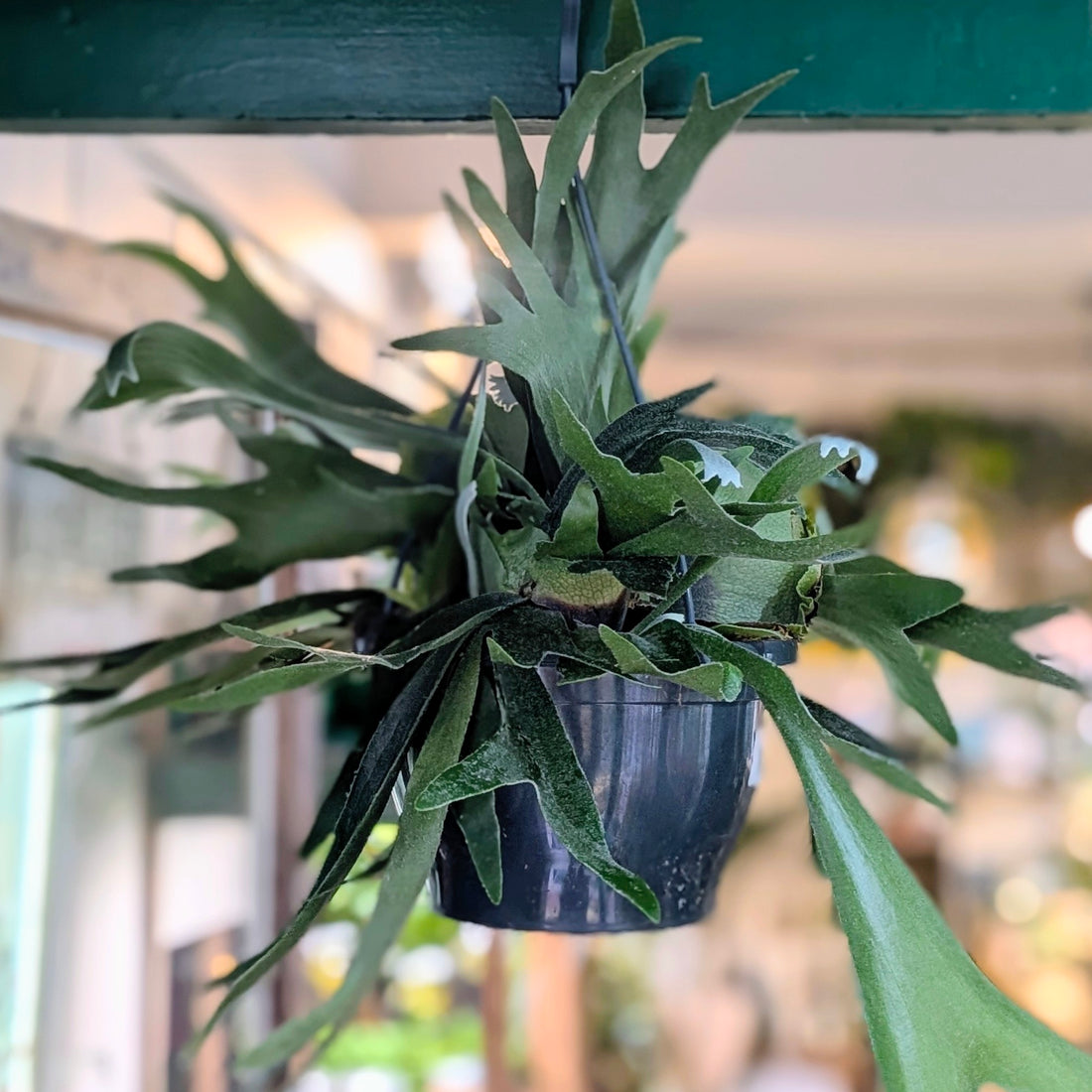 Platycerium bifurcatum (Staghorn fern)