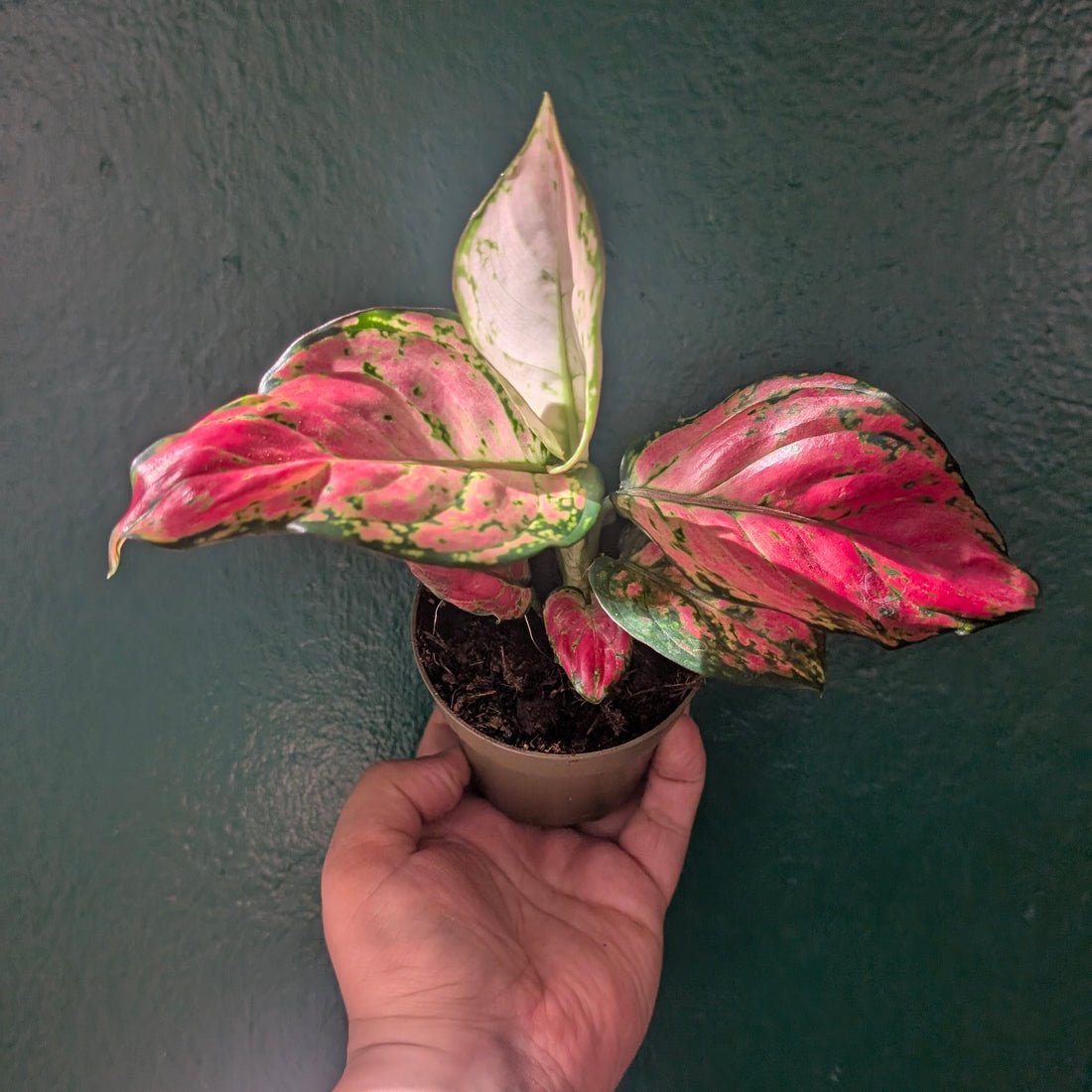 Aglaonema &