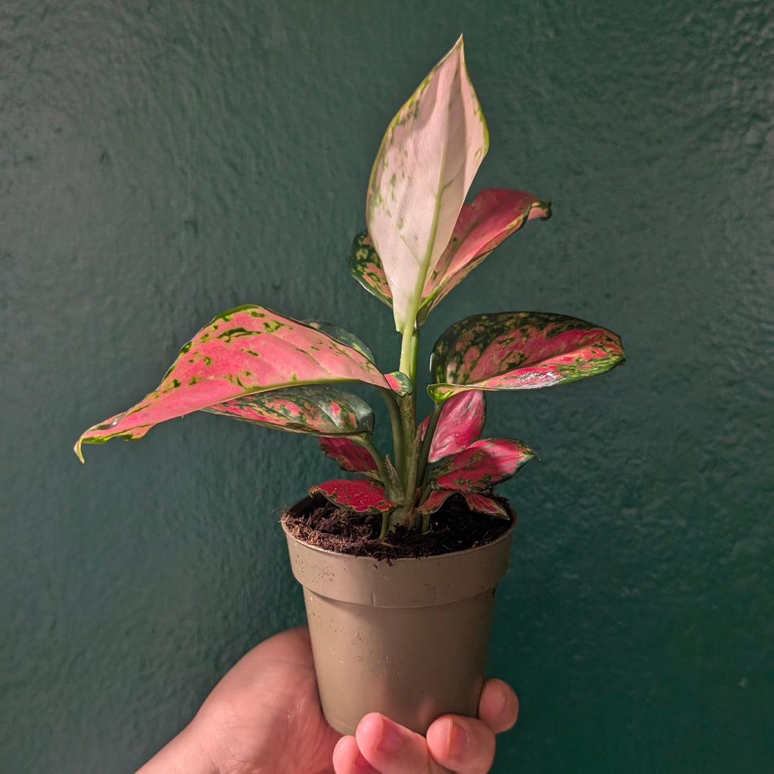 Aglaonema &