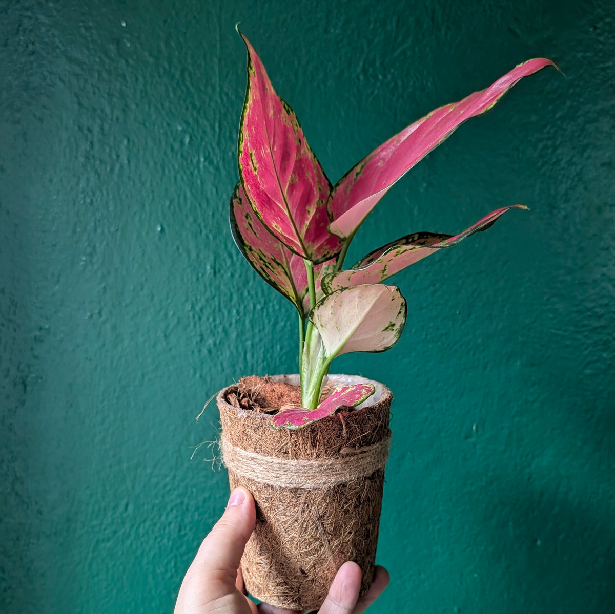 Aglaonema &