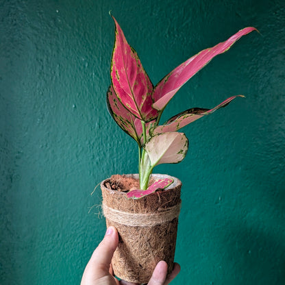 Aglaonema &