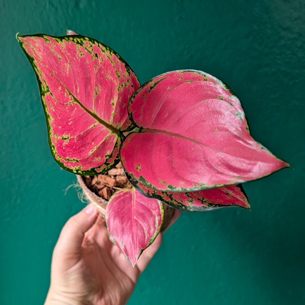 Aglaonema &