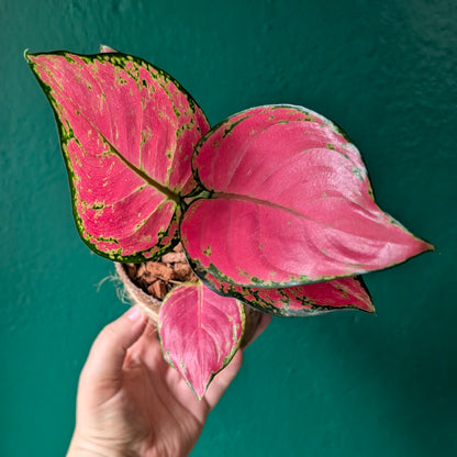 Aglaonema &