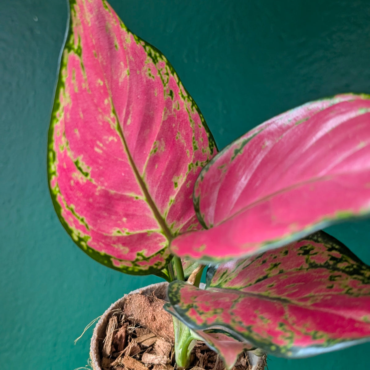 Aglaonema &