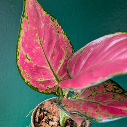 Aglaonema &