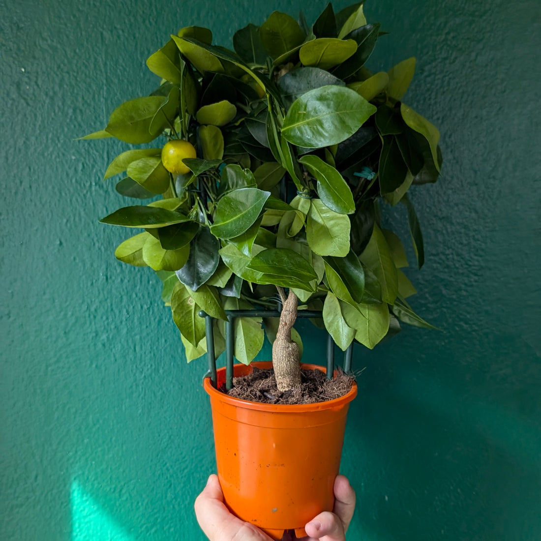 Citrus microcarpa (Calamondin Orange)
