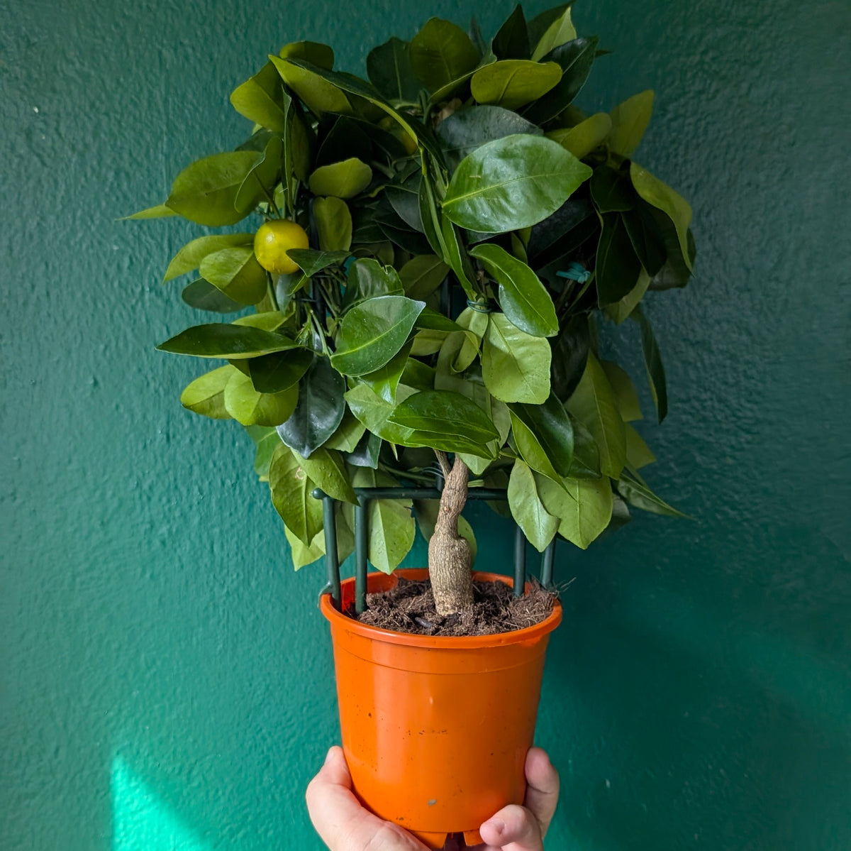 Citrus microcarpa (Calamondin Orange)