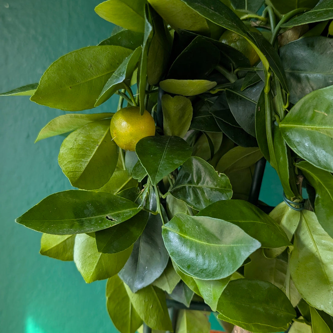 Citrus microcarpa (Calamondin Orange)