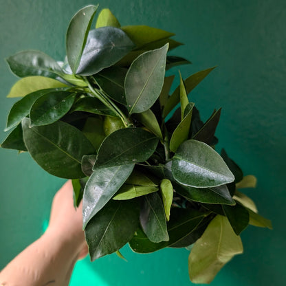 Citrus microcarpa (Calamondin Orange)