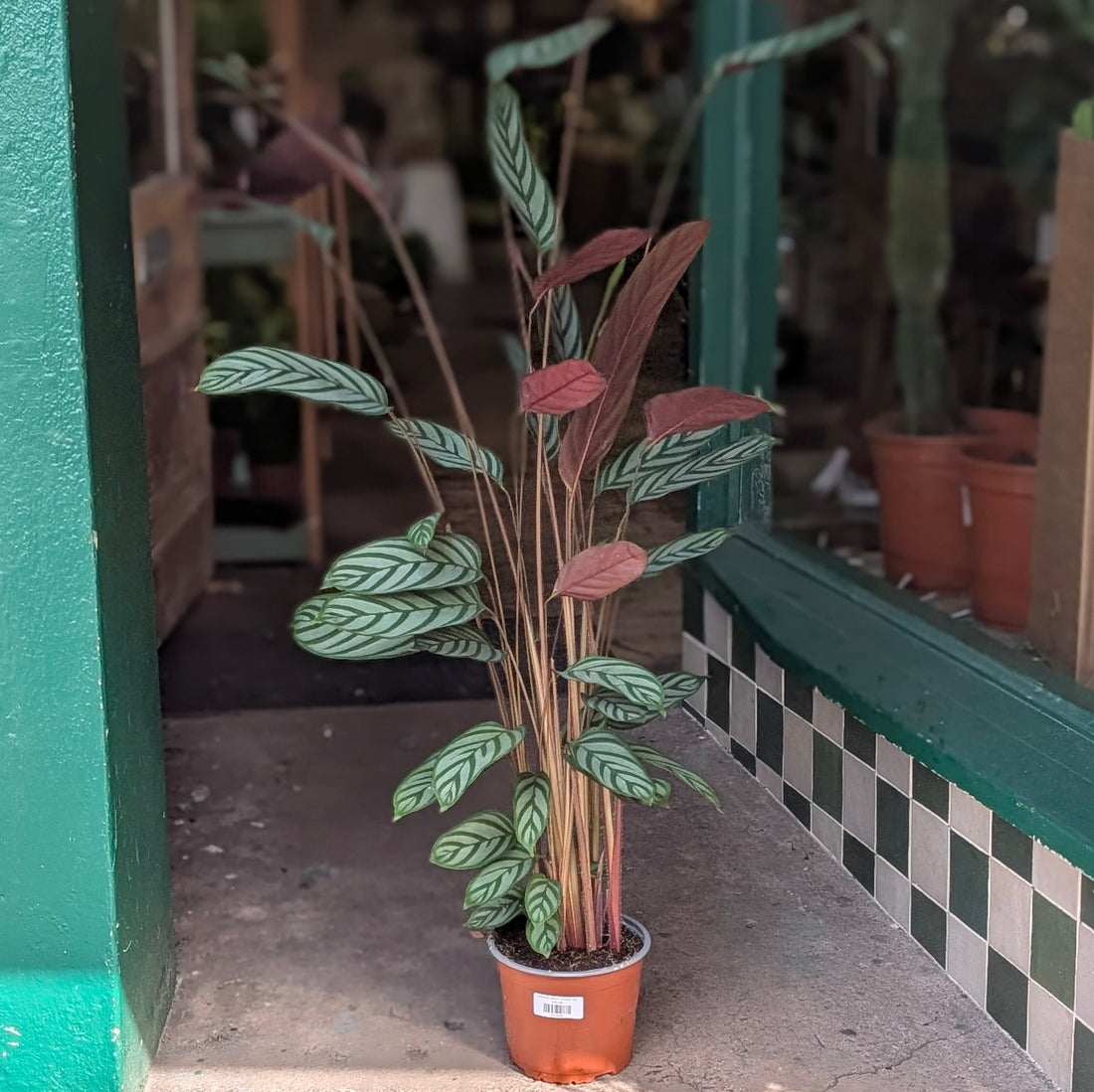 Ctenanthe setosa &
