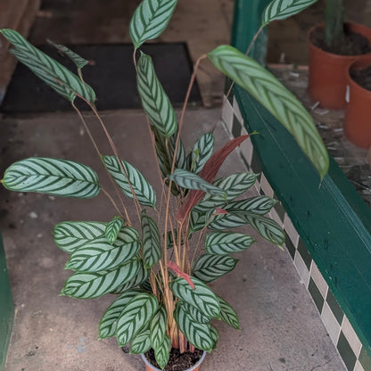 Ctenanthe setosa &