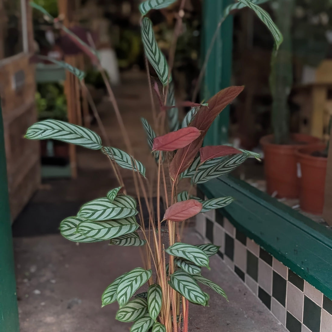 Ctenanthe setosa &