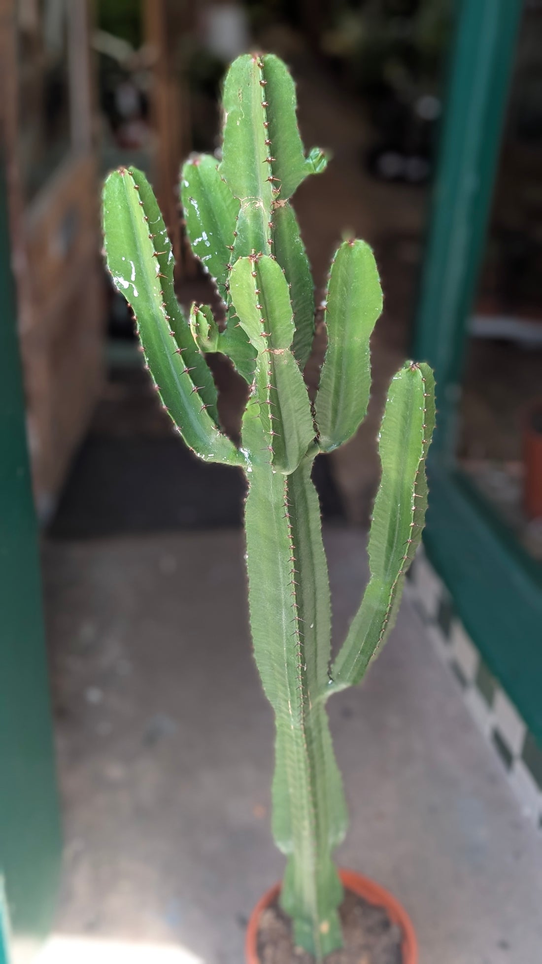 Euphorbia acrurensis (Desert Candle Cactus)