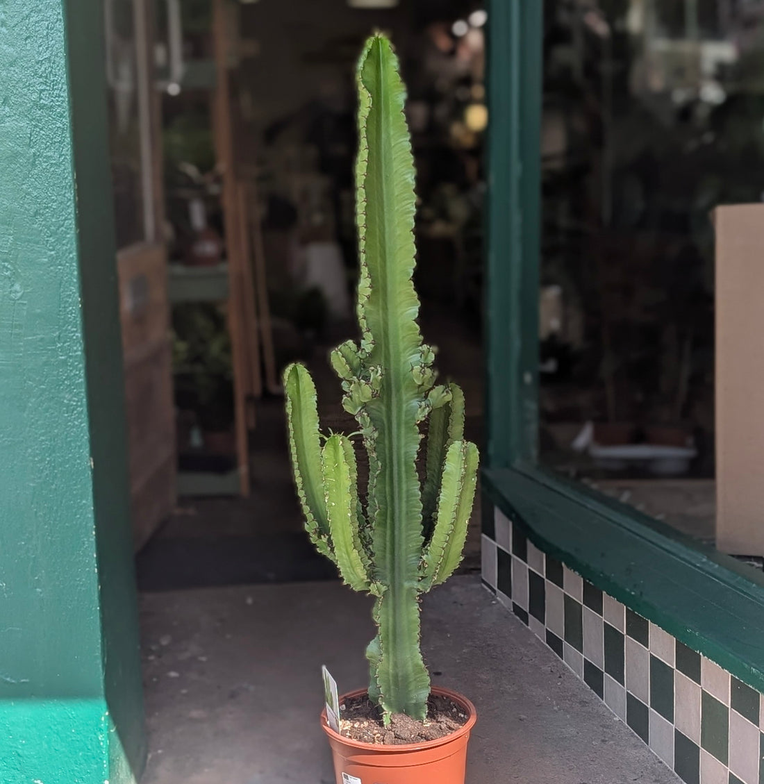 Euphorbia ingens (Cowboy Cactus)