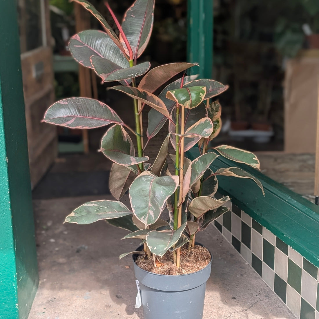 Ficus elastica (Rubber Plant)