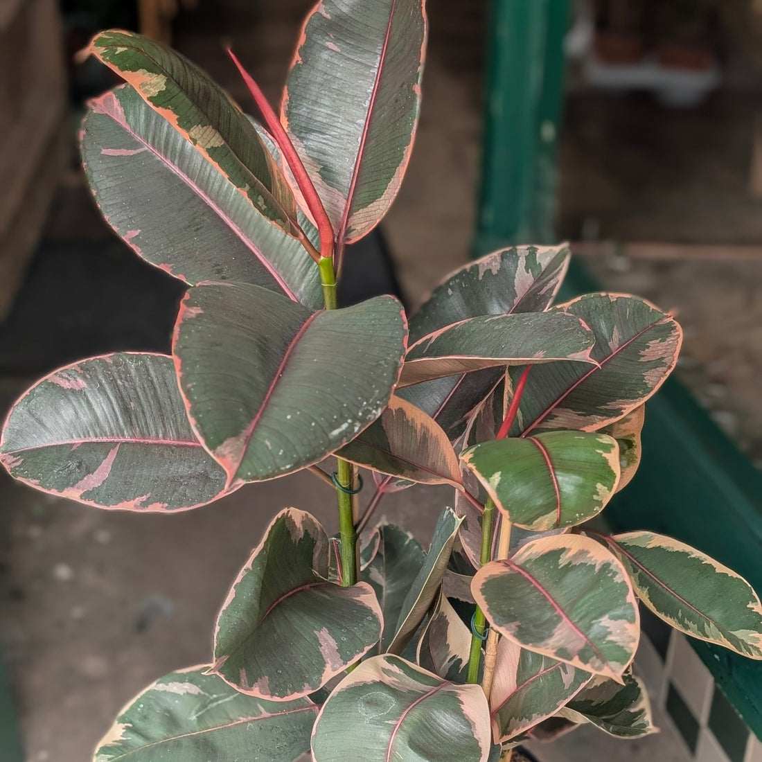 Ficus elastica (Rubber Plant)