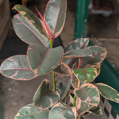 Ficus elastica (Rubber Plant)