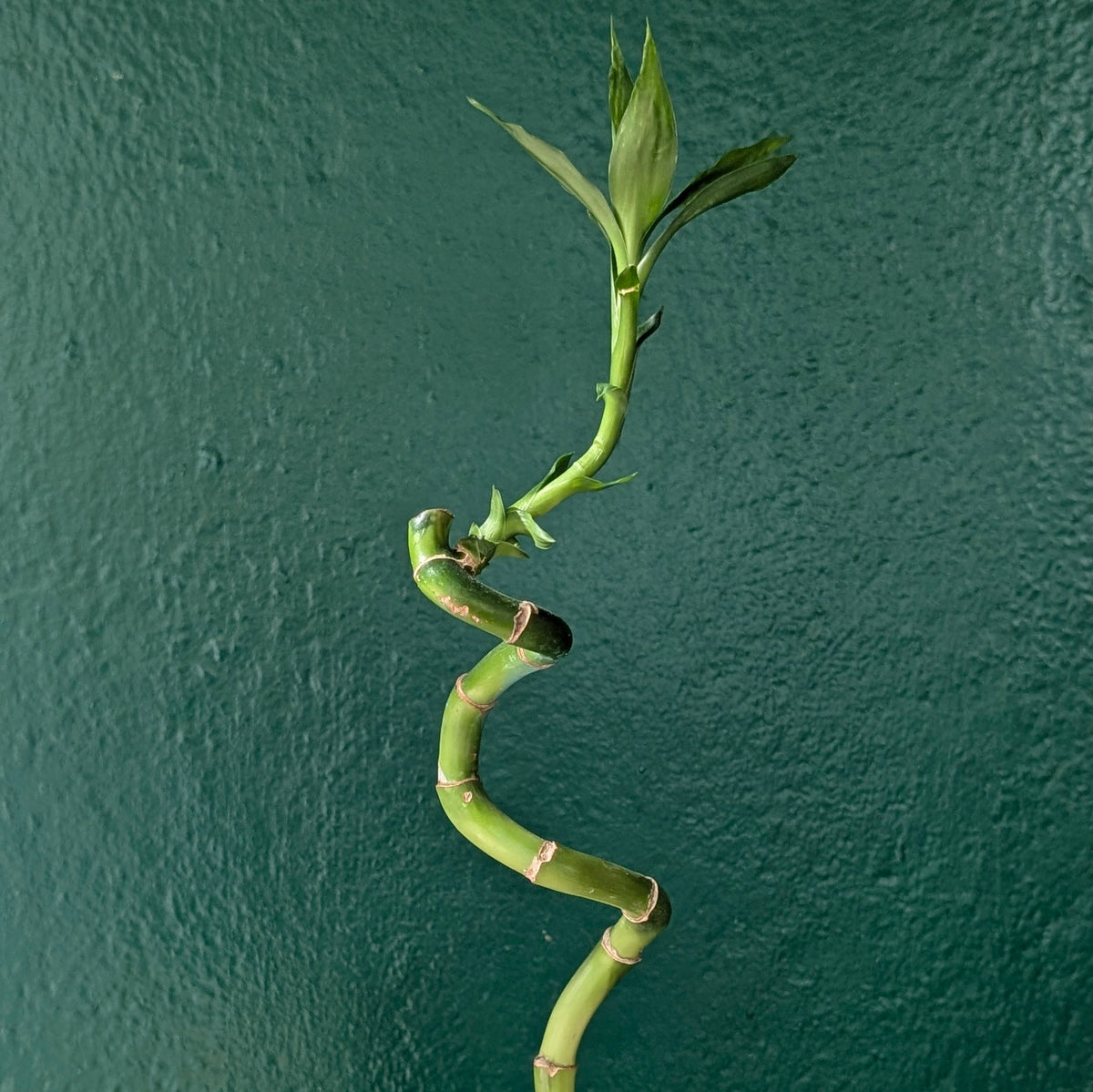 Lucky Bamboo – Straight and Curly Stem