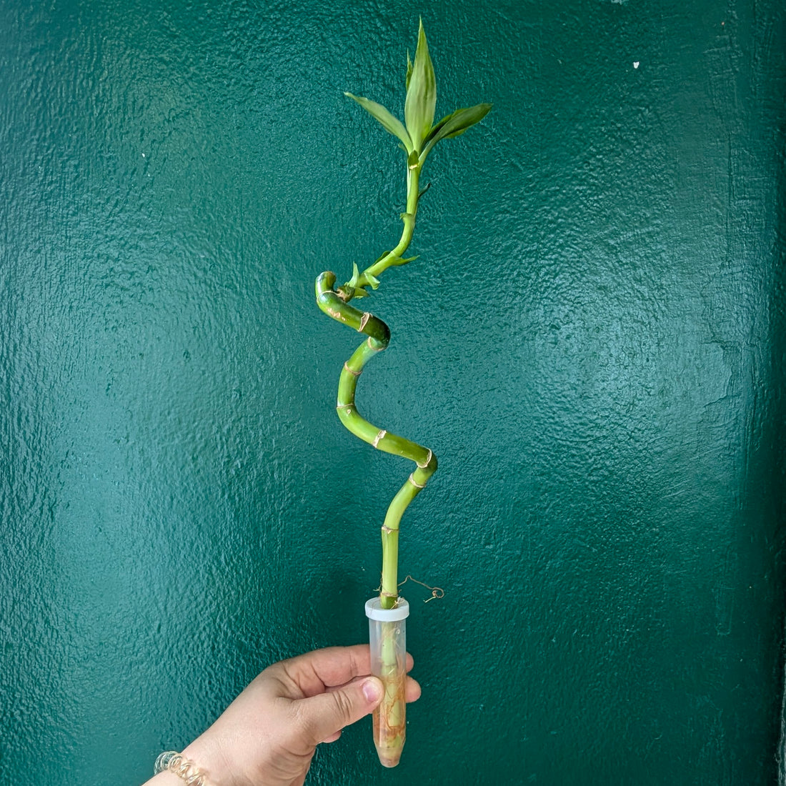 Lucky Bamboo – Straight and Curly Stem