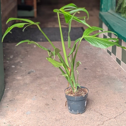 Monstera &