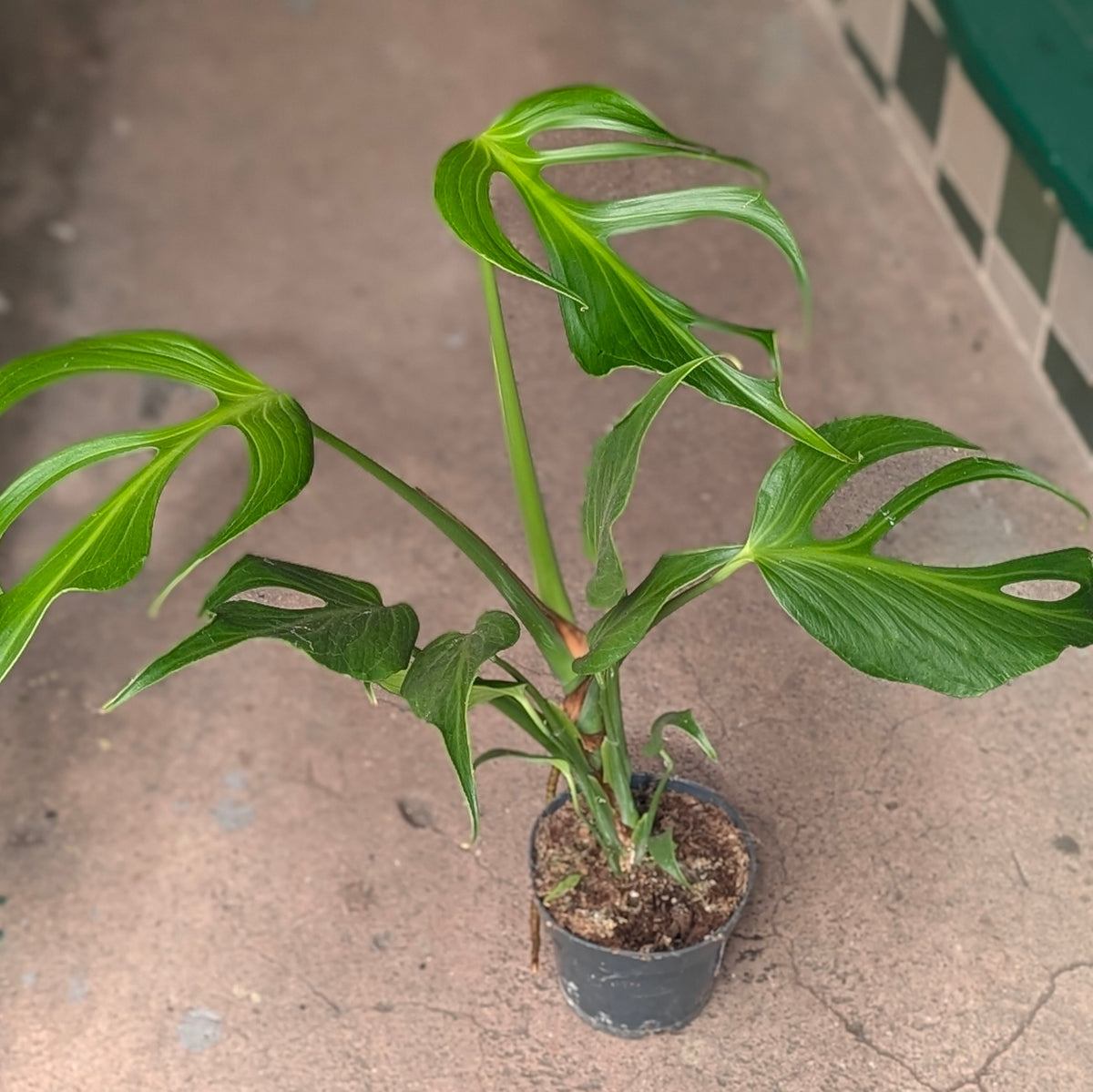 Monstera &