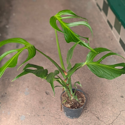 Monstera &