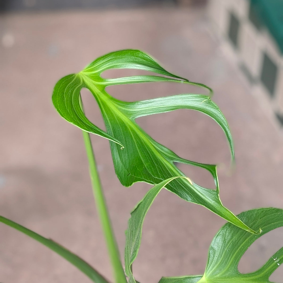 Monstera &