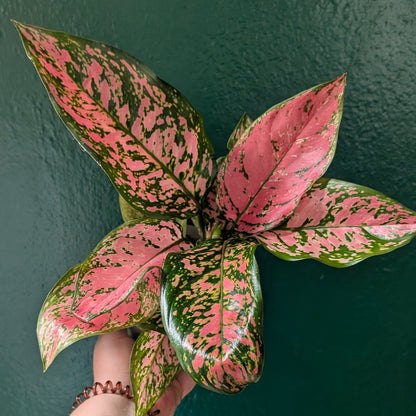 Aglaonema ‘Lady Valentine’ (Chinese Evergreen)