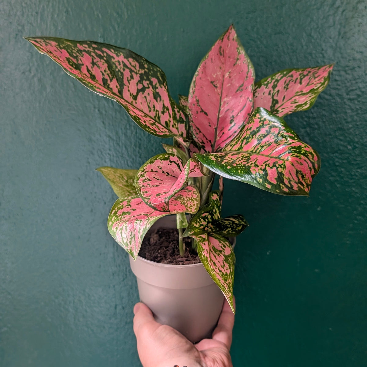 Aglaonema ‘Lady Valentine’ (Chinese Evergreen)
