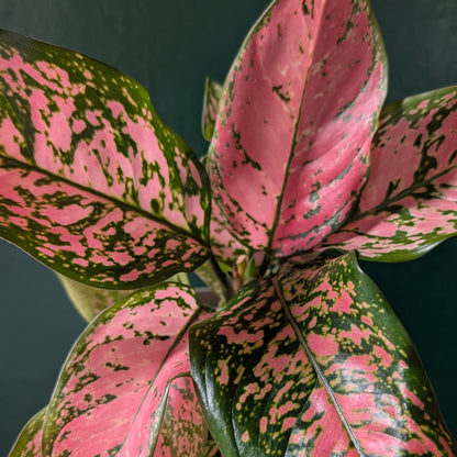 Aglaonema ‘Lady Valentine’ (Chinese Evergreen)