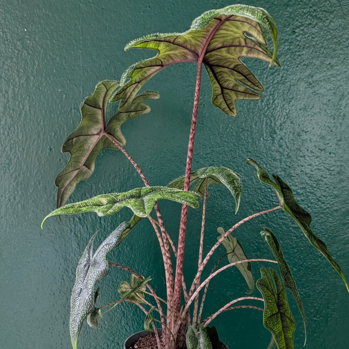 Alocasia &