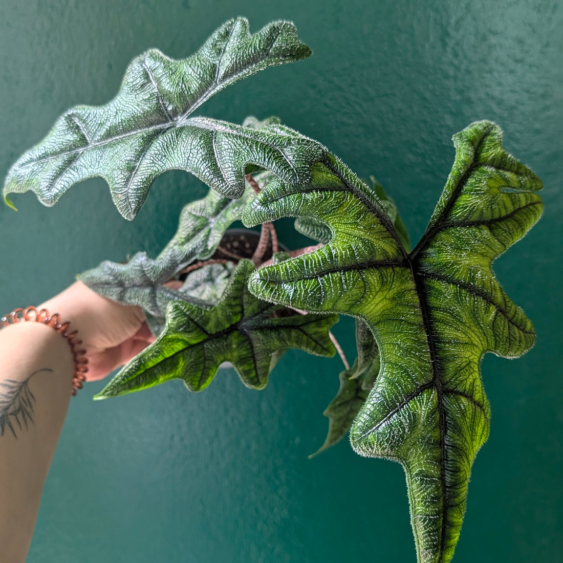 Alocasia &