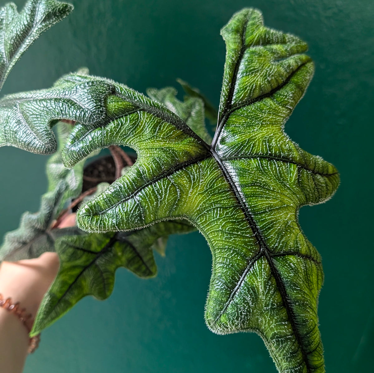 Alocasia &