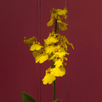 Oncidium Orchid ‘Honeybee’ (Dancing Lady Orchid)