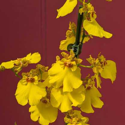 Oncidium Orchid ‘Honeybee’ (Dancing Lady Orchid)