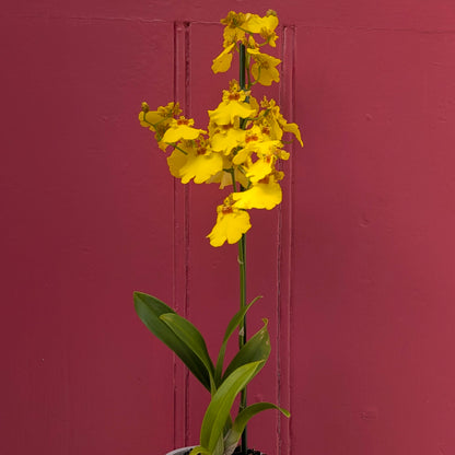 Oncidium Orchid ‘Honeybee’ (Dancing Lady Orchid)