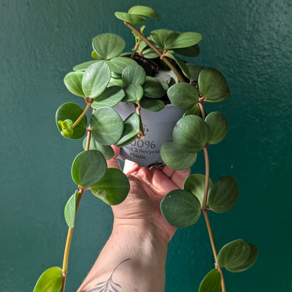 Peperomia tetraphylla &