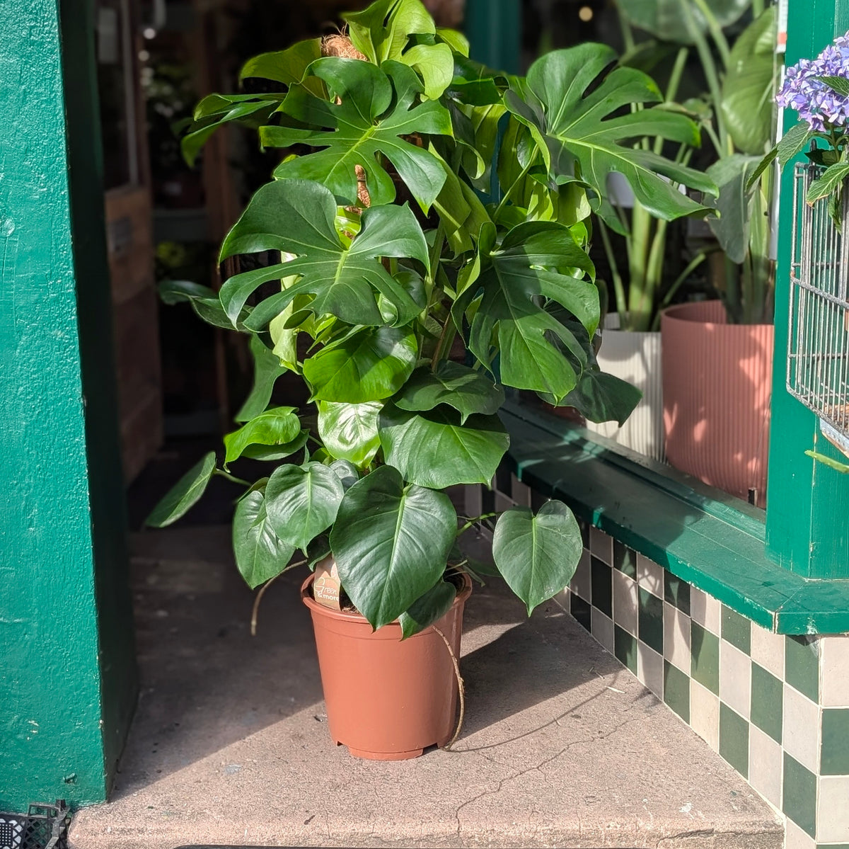 Monstera deliciosa (Swiss Cheese Plant)