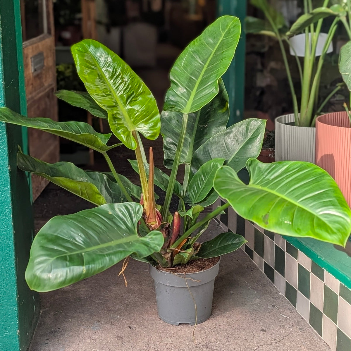 Philodendron ‘Imperial Green’