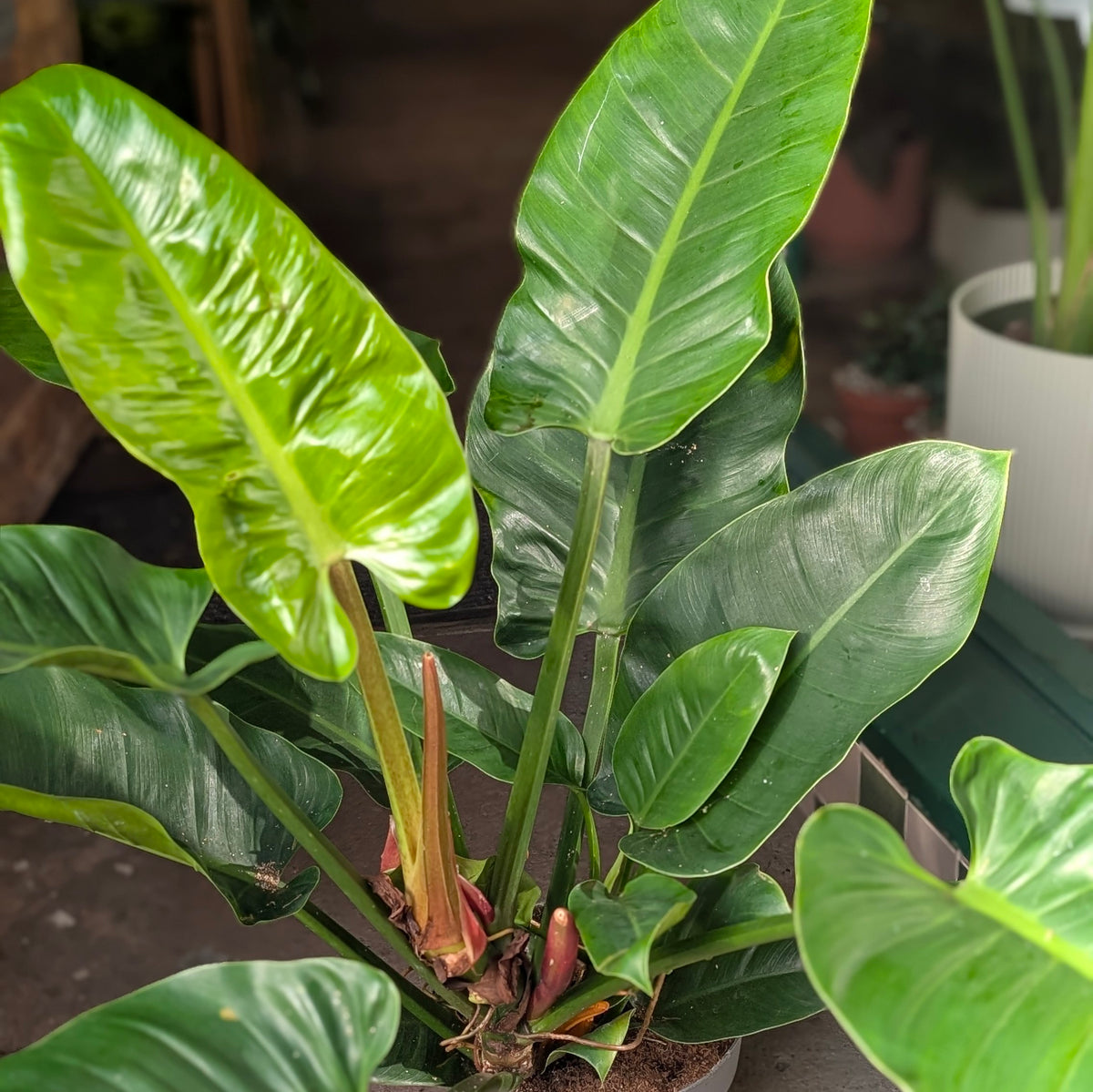 Philodendron ‘Imperial Green’