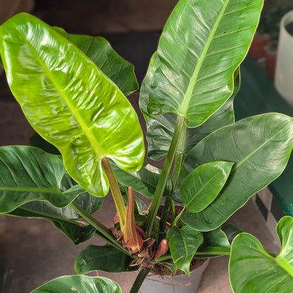 Philodendron ‘Imperial Green’
