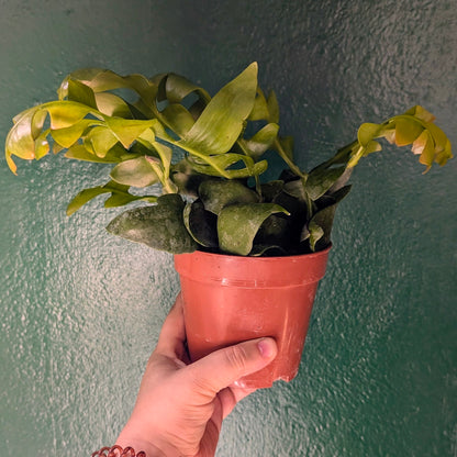 Epiphyllum chrysocardium (Fern Leaf Cactus)