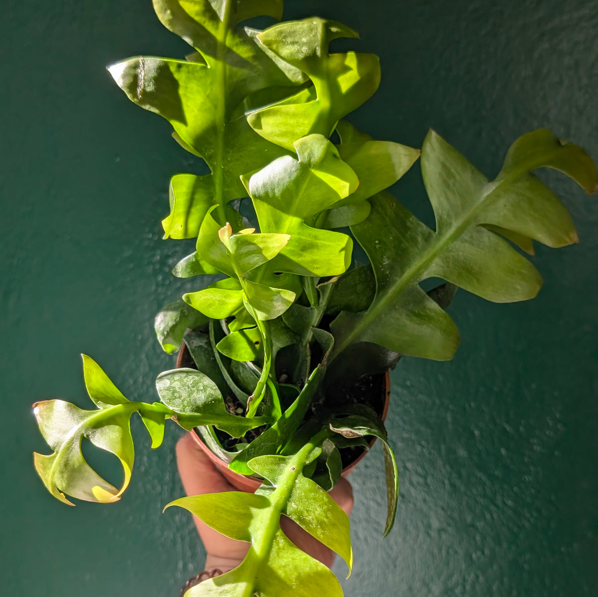 Epiphyllum chrysocardium (Fern Leaf Cactus)