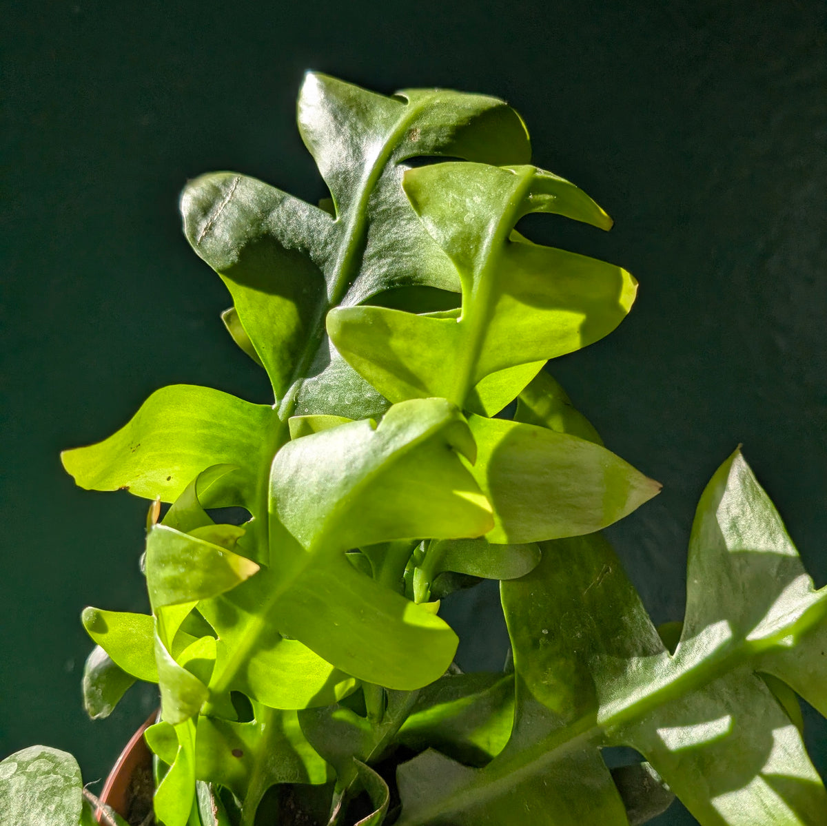 Epiphyllum chrysocardium (Fern Leaf Cactus)