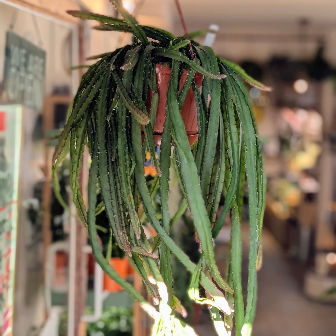 Lepismium cruciforme &